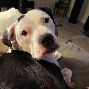 Meet your Posher, Frank